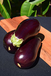 Eggplant (Solanum melongena) at Marlin Orchards & Garden Centre