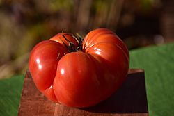 Bush Beefsteak Tomato (Solanum lycopersicum 'Bush Beefsteak') at Marlin Orchards & Garden Centre