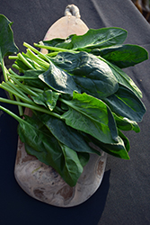 Spinach (Spinacia oleracea) at Marlin Orchards & Garden Centre