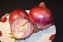 Red Onion (Allium cepa 'Red') at Marlin Orchards & Garden Centre