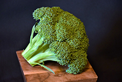 Green Magic Broccoli (Brassica oleracea var. italica 'Green Magic') at Marlin Orchards & Garden Centre