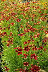 Red Satin Tickseed (Coreopsis 'Red Satin') at Marlin Orchards & Garden Centre