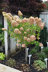 Limelight Hydrangea (tree form) (Hydrangea paniculata 'Limelight (tree form)') at Marlin Orchards & Garden Centre