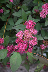 Double Play Pink Spirea (Spiraea japonica 'SMNSJMFP') at Marlin Orchards & Garden Centre