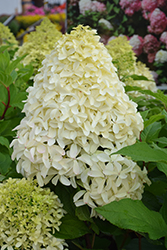 Quick Fire Fab Hydrangea (Hydrangea paniculata 'SMNHPM') at Marlin Orchards & Garden Centre