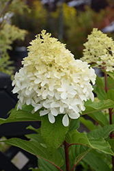 Limelight Prime Hydrangea (Hydrangea paniculata 'SMNHPPH') at Marlin Orchards & Garden Centre