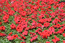Pretty Grand Red Petunia (Petunia 'Pretty Grand Red') at Marlin Orchards & Garden Centre