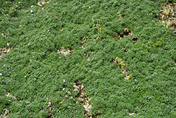 Elfin Creeping Thyme (Thymus praecox 'Elfin') at Marlin Orchards & Garden Centre