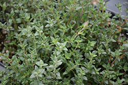 English Thyme (Thymus vulgaris 'English') at Marlin Orchards & Garden Centre