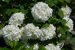 Eastern Snowball Viburnum (Viburnum opulus 'Sterile') at Marlin Orchards & Garden Centre