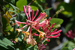 Goldflame Honeysuckle (Lonicera x heckrottii) at Marlin Orchards & Garden Centre