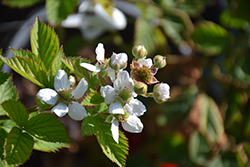 Triple Crown Blackberry (Rubus 'Triple Crown') at Marlin Orchards & Garden Centre