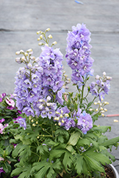 Guardian Lavender Larkspur (Delphinium 'Guardian Lavender') at Marlin Orchards & Garden Centre