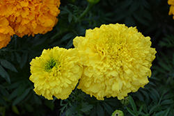 Inca Yellow Marigold (Tagetes erecta 'Inca Yellow') at Marlin Orchards & Garden Centre
