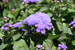Aloha Blue Flossflower (Ageratum 'Aloha Blue') at Marlin Orchards & Garden Centre