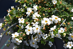 Snowstorm Snow Globe Bacopa (Sutera cordata 'Snowstorm Snow Globe') at Marlin Orchards & Garden Centre