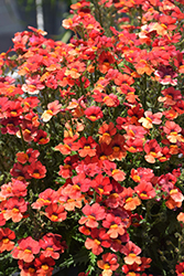 Sunsatia Blood Orange Nemesia (Nemesia 'Sunsatia Blood Orange') at Marlin Orchards & Garden Centre