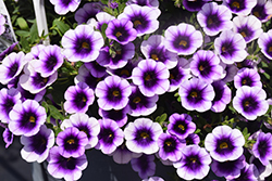 Superbells Blue Moon Punch Calibrachoa (Calibrachoa 'Superbells Blue Moon Punch') at Marlin Orchards & Garden Centre