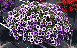 Superbells Blue Moon Punch Calibrachoa (Calibrachoa 'Superbells Blue Moon Punch') at Marlin Orchards & Garden Centre