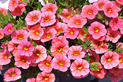 Superbells Coralina Calibrachoa (Calibrachoa 'iNCALMIABE') at Marlin Orchards & Garden Centre