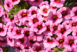 Superbells Strawberry Punch Calibrachoa (Calibrachoa 'USCAL58205') at Marlin Orchards & Garden Centre