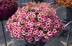 Superbells Strawberry Punch Calibrachoa (Calibrachoa 'USCAL58205') at Marlin Orchards & Garden Centre