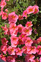 Superbells Tropical Sunrise Calibrachoa (Calibrachoa 'INCALTRSUN') at Marlin Orchards & Garden Centre