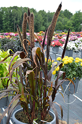 Purple Baron Millet (Pennisetum 'Purple Baron') at Marlin Orchards & Garden Centre