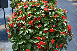 Beacon Bright Red Impatiens (Impatiens walleriana 'PAS1413665') at Marlin Orchards & Garden Centre
