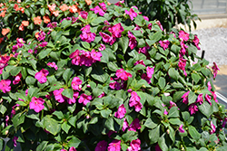 Beacon Violet Shades Impatiens (Impatiens walleriana 'PAS1357834') at Marlin Orchards & Garden Centre