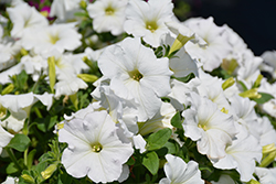 Easy Wave White Petunia (Petunia 'Easy Wave White') at Marlin Orchards & Garden Centre