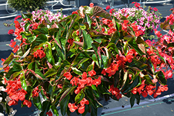 Dragon Wing Red Begonia (Begonia 'Dragon Wing Red') at Marlin Orchards & Garden Centre
