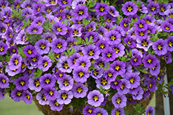 Tik Tok Blue Calibrachoa (Calibrachoa 'Tik Tok Blue') at Marlin Orchards & Garden Centre