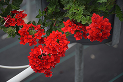 Superbena Royale Red Verbena (Verbena 'AKIV5-4') at Marlin Orchards & Garden Centre