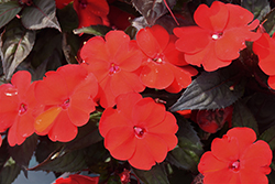 SunPatiens Compact Deep Red Impatiens (Impatiens 'SAKIMP060') at Marlin Orchards & Garden Centre