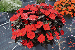 SunPatiens Compact Deep Red Impatiens (Impatiens 'SAKIMP060') at Marlin Orchards & Garden Centre