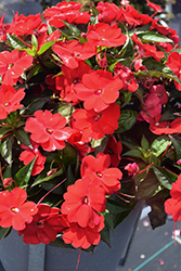 SunPatiens Compact Red New Guinea Impatiens (Impatiens 'SakimP030') at Marlin Orchards & Garden Centre