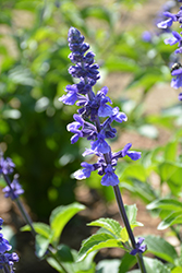 Rockin' Playin' The Blues Salvia (Salvia 'Balsamispim') at Marlin Orchards & Garden Centre