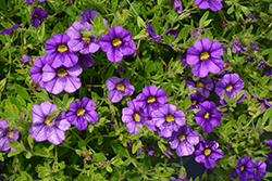 Superbells Blue Calibrachoa (Calibrachoa 'USCALI51') at Marlin Orchards & Garden Centre