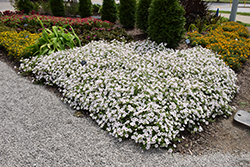 Supertunia Vista Silverberry Petunia (Petunia 'Supertunia Vista Silverberry') at Marlin Orchards & Garden Centre