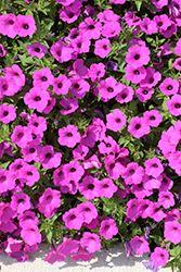 Supertunia Vista Jazzberry Petunia (Petunia 'Supertunia Vista Jazzberry') at Marlin Orchards & Garden Centre
