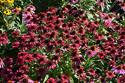 Sombrero Baja Burgundy Coneflower (Echinacea 'Balsombabur') at Marlin Orchards & Garden Centre