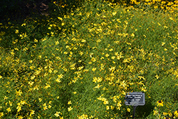 Mayo Clinic Flower Of Hope Tickseed (Coreopsis verticillata 'Mayo Clinic Flower Of Hope') at Marlin Orchards & Garden Centre