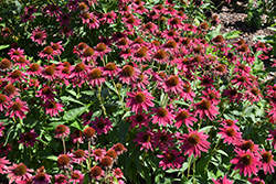 Sombrero Tres Amigos Coneflower (Echinacea 'Balsomtresgo') at Marlin Orchards & Garden Centre