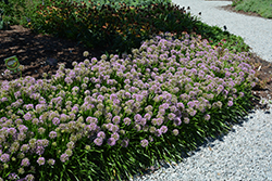 Millenium Ornamental Onion (Allium 'Millenium') at Marlin Orchards & Garden Centre