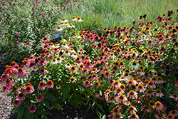 Cheyenne Spirit Coneflower (Echinacea 'Cheyenne Spirit') at Marlin Orchards & Garden Centre