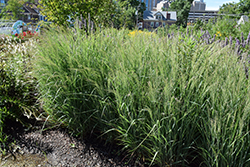 Prairie Winds Apache Rose Switch Grass (Panicum virgatum 'Apache Rose') at Marlin Orchards & Garden Centre