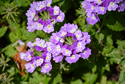 Superbena Sparkling Amethyst Verbena (Verbena 'VEAZ0019') at Marlin Orchards & Garden Centre