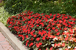 SunPatiens Compact Deep Red Impatiens (Impatiens 'SAKIMP060') at Marlin Orchards & Garden Centre