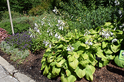 Guacamole Hosta (Hosta 'Guacamole') at Marlin Orchards & Garden Centre